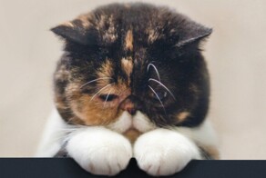 Разочарование пушистых