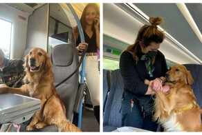 Очаровательный золотистый ретривер всегда находит новых друзей в поезде
