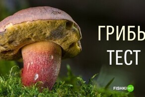 Любителям "тихой охоты" посвящается: грибной тест