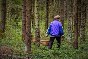 Какие грибы из Красной книги нельзя собирать?