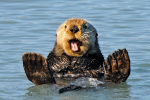 Каланы: умные и&nbsp;очаровательные животные