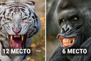14 животных с самыми сильными челюстями в мире
