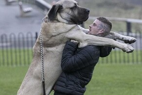 Самый высокий пёс Британии каждый день съедает целую курицу