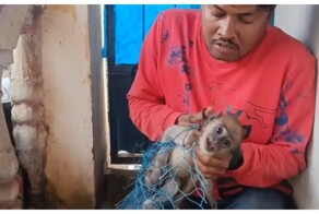 Неравнодушный мужчина спас обезьянку