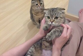 Котики-завистники