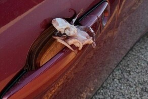 20 раз, когда люди обнаружили странные и пугающие вещицы