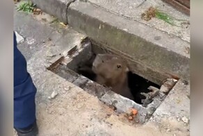 Капибара застряла в канализационном люке