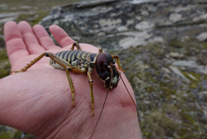 Горная каменная вета: фантастический жук из Новой Зеландии