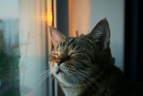 Котики-вдохновители