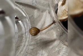 Улитка, которая совершает невозможный бросок через пропасть