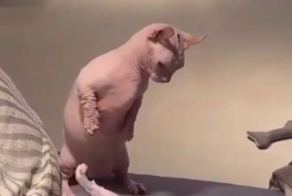 Шлёп, шлёп: звук борьбы двух лысых кошек