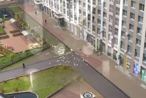 Персональные осенний листопад во дворе устроила жительница Просвещения