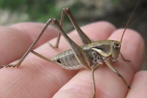 Вкусно и грустно: в Ставрополье открылась ферма по выращиванию съедобных сверчков