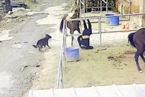 Скакун неожиданно сбросил наездника в загон