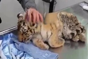 На трассе Комсомольск-Хабаровск спасли раненого тигрёнка