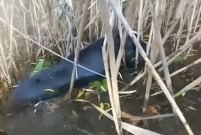 Полицейский спас слепого бордер-колли из ледяного пруда