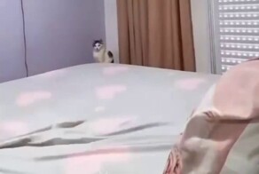 Типичный кот