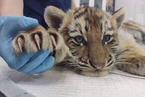 Амурскому тигренку, которого спасли на трассе в Хабаровском крае, провели операцию