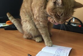 Усатые помогаторы