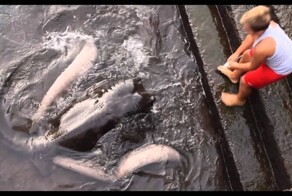 Мальчик решил покормить рыб с причала, но на хлебные крошки приплыл трехметровый скат