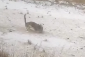 Кошка охотится на зайца