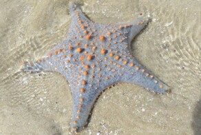 Учёные узнали, где скрывается голова у морской звезды