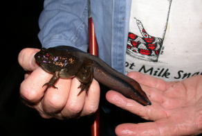 Лягушки, чьи головастики вдвое больше взрослых особей