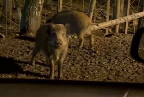 Кабаны устроили себе вечернюю прогулку по городу в Подмосковье