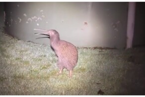 Как кричит птица киви