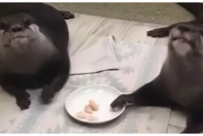 Выдры лакомятся креветками