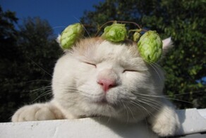 Релакс, доведённый до уровня кот