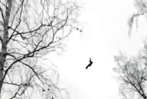 В Уфе спасли ворону, которая провисела на леске между деревьями четыре дня