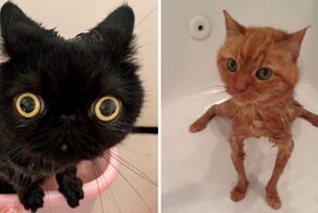Фото помытых котов, чьи владельцы наверняка были очень сильно расцарапаны