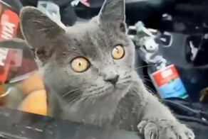 В Госдуме предложили разрешить вскрывать автомобили для спасения животных, которых там закрыли