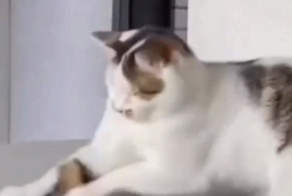 Напридумывают всякого: кот возмутился антивандальному покрытию