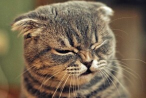 Сморщенные, но милые моси