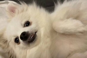 Как мужик шпица-сатану продавал