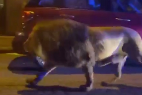 В Италии лев сбежал из цирка и спокойно гулял по городу