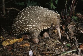 Биологи обнаружили яйцекладущего млекопитающего, которого считали вымершим