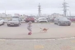 В Калуге бойцовская собака искусала детей