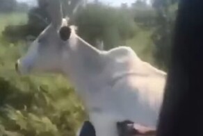 Африканец прокатился с коровой на мотоцикле