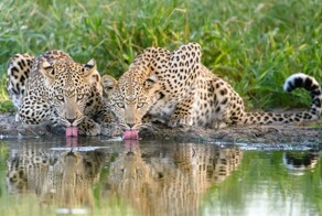 Зверские фото