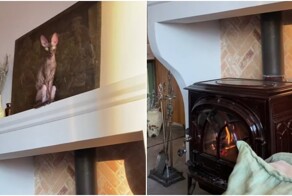 Кот хорошо вписался в интерьер