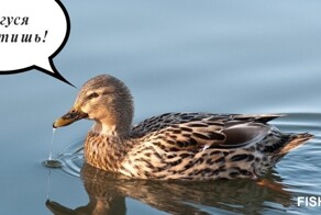 Азбука для взрослых. Буквенный тест