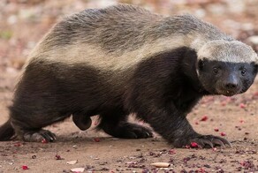 25 странных и удивительных фактов о животных