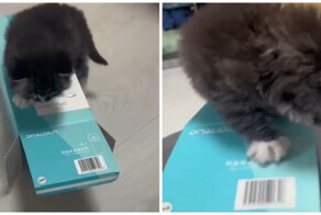 Виброкот: котёнок пытается удержаться на коробке