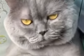 Кот хорошо подготовился к зиме