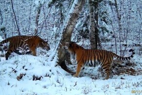 Амурские тигры радуются первому снегу