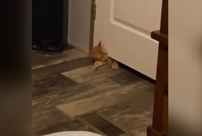 Когда в доме появляется кошка, важно помнить, что об уединении можно забыть