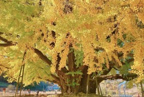 Величественное южнокорейское дерево возрастом 860 лет